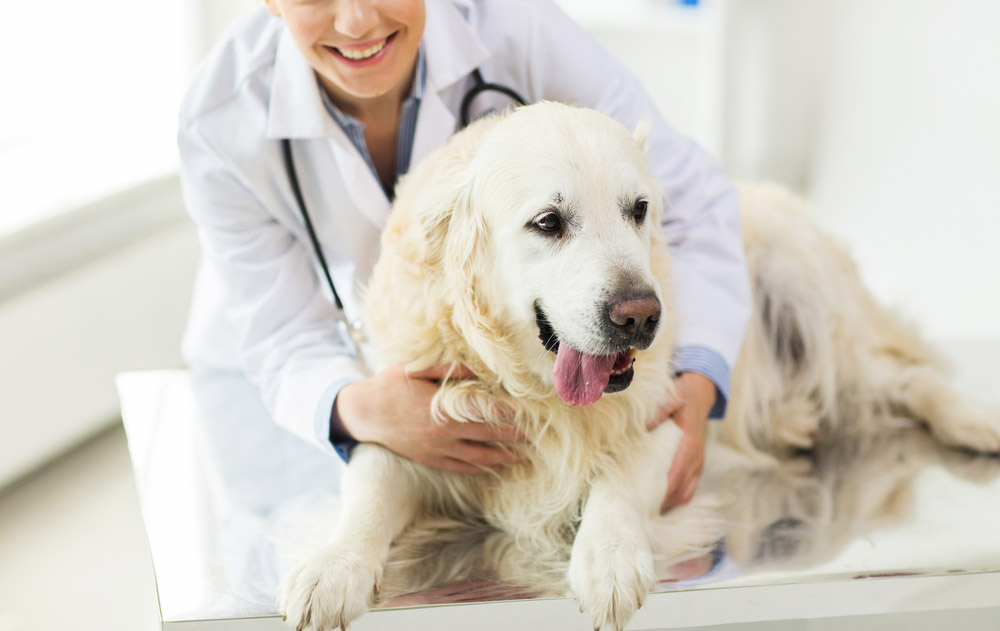 Pet Wellness Exams Pet Wellness Exams