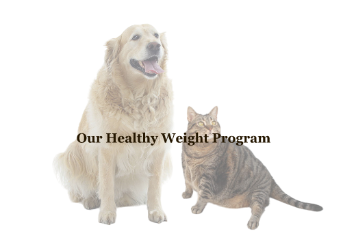 Our Healthy Weight Program