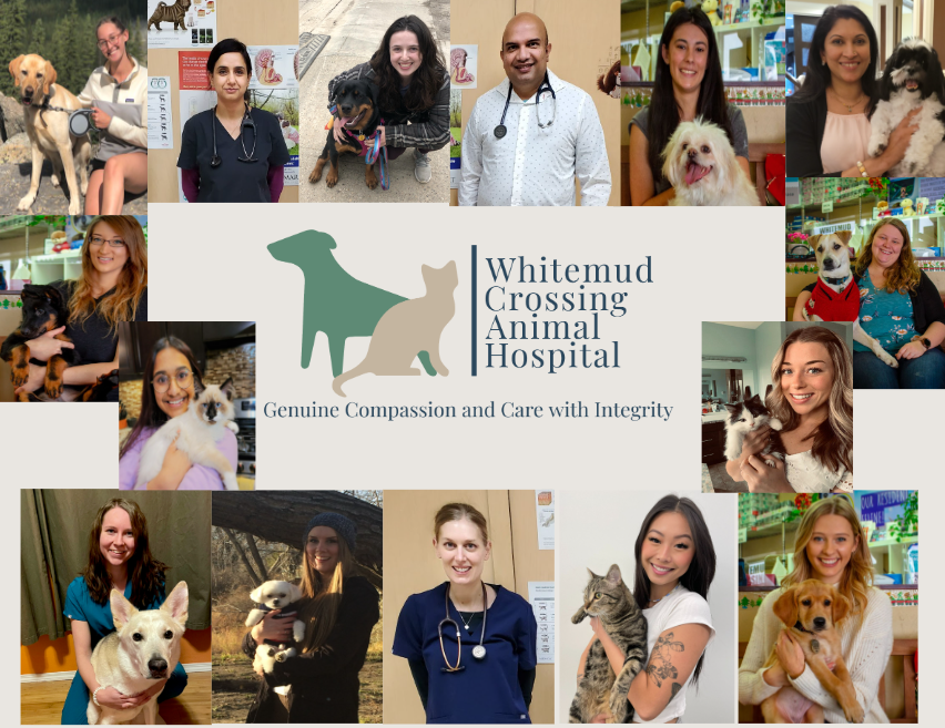 Veterinarian in Edmonton, Alberta | Whitemud Crossing Animal Hospital