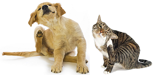 Is your cat or dog itchy?